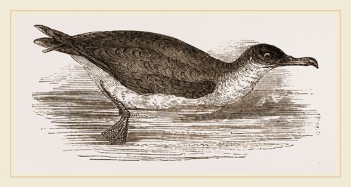 Manks Shearwater