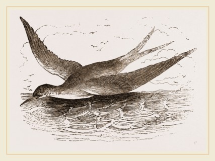 Common Tern