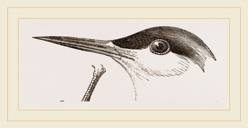 Head of Tern