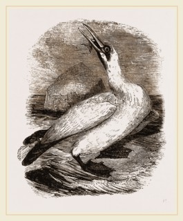Gannet