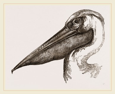 Head of Pelican