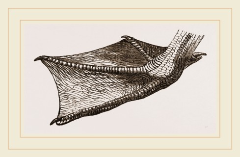 Foot of Pelican