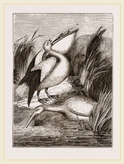Pelicans