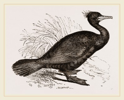 Crested Cormorant