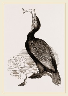 Crested Cormorant