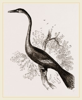 American Darter Female