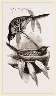 Warty-faced Honey-eaters and Nest