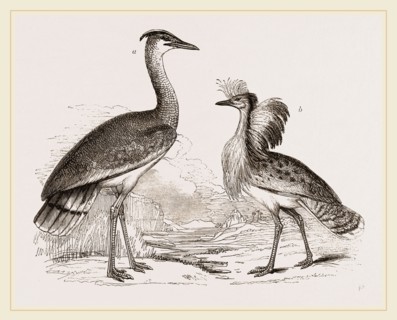 Kori Bustard and Houbara