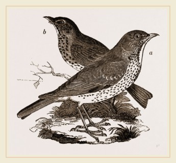 Fieldfare and Song-Thrush