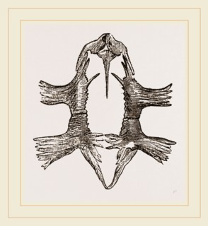 Sternum of Loggerhead Turtle