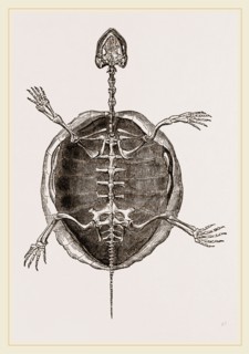 Skeleton of Marsh Tortoise
