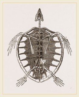 Skeleton of Loggerhead Turtle