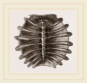 Carapace of River Tortoise