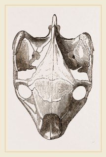 Skull of Indian Tortoise from above