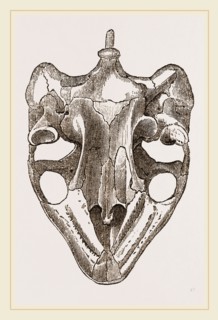 Skull of Indian Tortoise from below