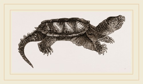 Alligator Tortolse