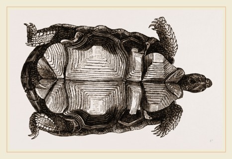 Arachnoid Pyxis from below