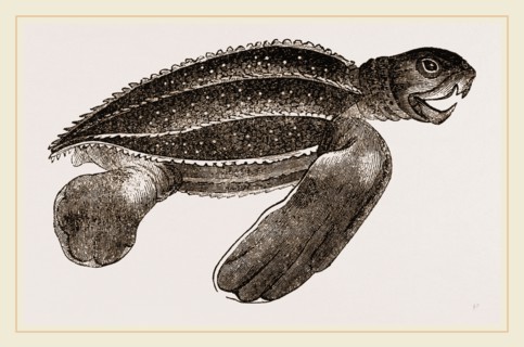 Leathery Turtle