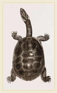 New Holland Chelodina