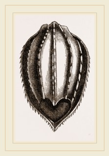 Plastron of Leathery Turtle