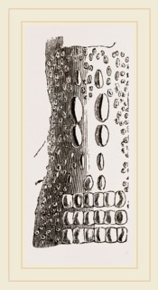 Cervical Plates of Pike-nosed Caiman