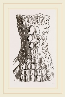 Cervical Plates of Spectacled Caiman