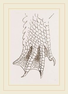 Hind-Leg of Crocodile