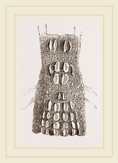 Cervical Plates of Crocodile