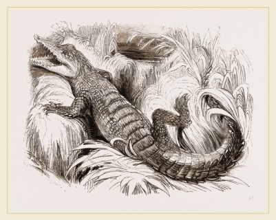 Common Crocodile