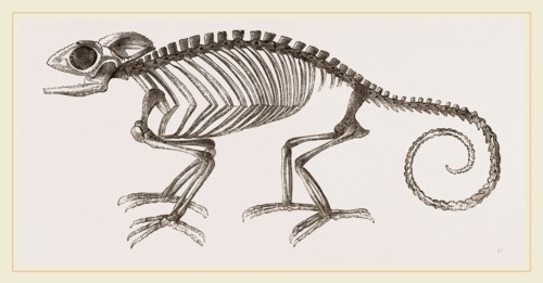 Skeleton of Chameleon