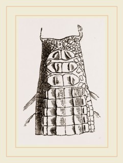 Cervical Plates of Gavials