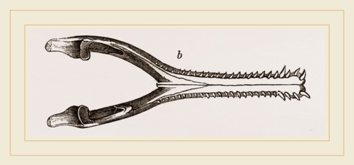 Head of Gavial