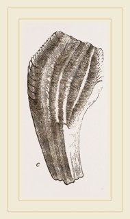 Teeth of Iguanodon