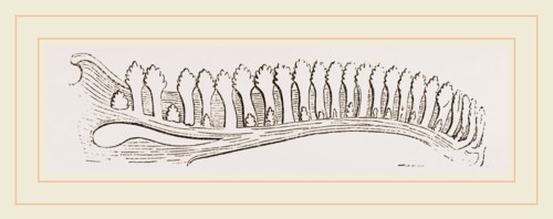 Lower Jaw of Iguana