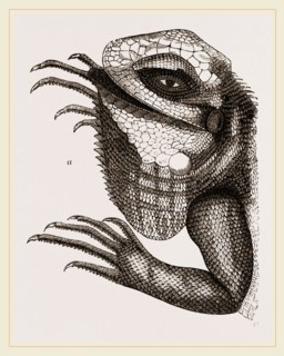 Head of Iguana