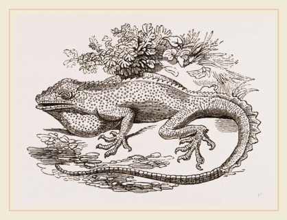 Great Crested Anolis