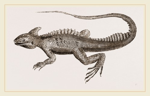 Hooded Basilisk