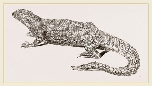 Spine-footed Stellio