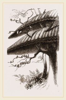Nests of Sociable Weaver-Birds