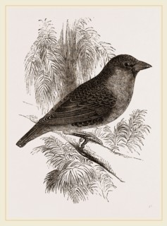 Sociable Weaver-Bird