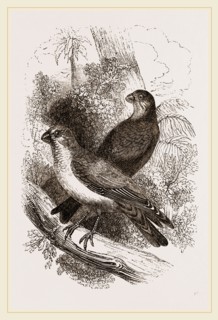 Thick-billed Bullfinches