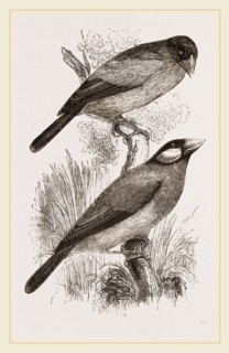 Crossbills