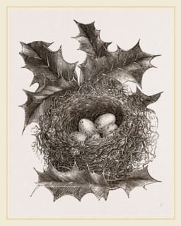 Nest of Greenfinch