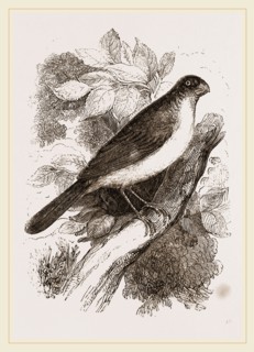 Blue Bullfinch