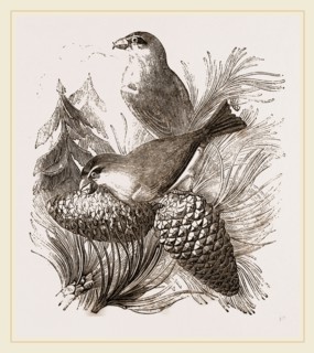 Crossbills