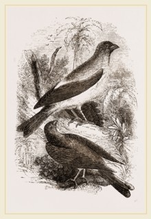 Arabian Bullfinches