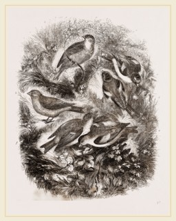 Group f Finches