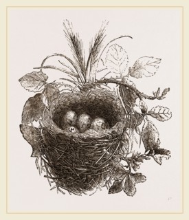 Nest of Yellow-Hammer