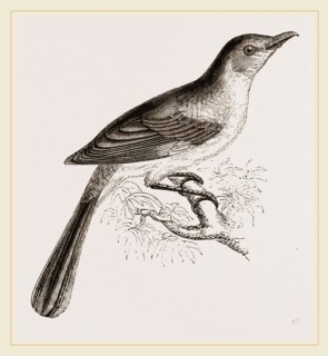 Mocking Bird