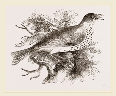 Wood-Thrush